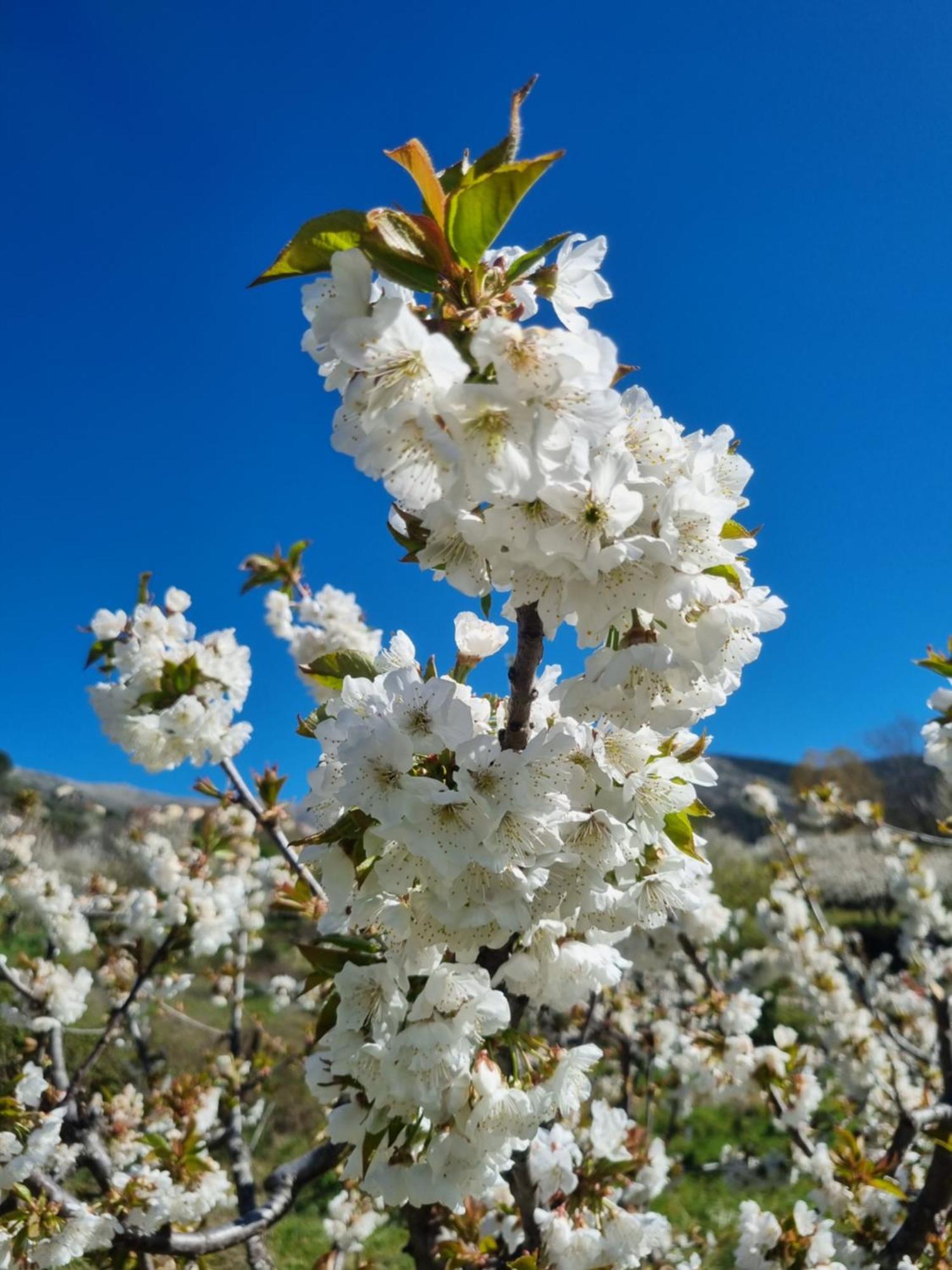 Albareilla By #Cherrygredos El Arenal  Kültér fotó